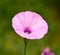 Beautiful morning glory flower