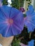 Beautiful Morning Glory Trumpet Flowers Blossoming