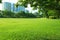 Beautiful morning light in public park with green grass field an