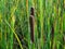 Beautiful morning light on wild marsh grass cob.