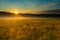 Beautiful morning mist hangs low over a grassland and trees