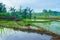 Beautiful morning in the rice fields plots of rice fields in Indonesia on a cold morning