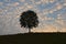 Beautiful morning sky and lonely tree