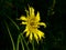 Beautiful morning Tragopogon flower