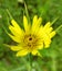 Beautiful morning Tragopogon flower