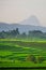 Beautiful morning view indonesia panorama landscape paddy fields with beauty color and sky natural light