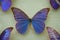 Beautiful Morpho anaxibia butterfly on background