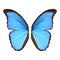 Beautiful morpho butterfly wings on background