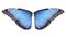 Beautiful morpho butterfly wings on background