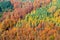 Beautiful mosaic of colorful coniferous autumnal forest