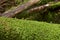 Beautiful moss forest of the plateau, Japan