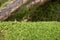 Beautiful moss forest of the plateau, Japan