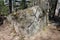 A beautiful moss-grown stone with a crack with the shadow of trees lying in the coniferous forest in the territory