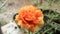 Beautiful Moss-Rose purslane in orange color from close range