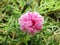 Beautiful Moss-Rose purslane in white-pink color