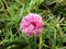 Beautiful Moss-Rose purslane in white-pink color
