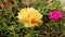 Beautiful Moss-Rose purslane in yellow color from close range