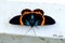 Beautiful moth Milionia basalis
