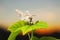 Beautiful moth sits on green leaf over sunset background. Night butterfly.