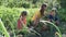 Beautiful mother playing and having fun with his son and daugther harvesting vegetables from the garden in the mountain.