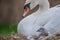 Beautiful Mother swan and little swans