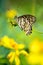 Beautiful motive butterfly sitting on bud of flower with blurry background