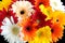 Beautiful motley bouquet of multicolor gerberas as background on black background front view