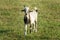 Beautiful motley goat graze on green meadow. Summer sunny day. Theme of nature, rural recreation