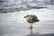 Beautiful motley gull walks on the sea