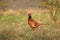 Beautiful motley pheasant Phasianus colchicus male