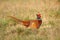 Beautiful motley pheasant Phasianus colchicus male