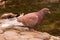 Beautiful motley pigeon stands on stones