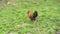 Beautiful motley rooster looking for insects in the meadow.