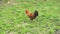 Beautiful motley rooster looking for insects in the meadow. Slow motion.