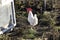 A beautiful mottled black and white cock in the garden. A male poultry