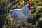 A beautiful mottled black and white cock in the garden. A male poultry