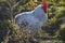 A beautiful mottled black and white cock in the garden. A male poultry