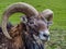 Beautiful mouflon portrait on a background of green grass