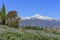 Beautiful Mount Baldy view from Rancho Cucamonga