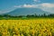 The beautiful Mount Yotei with sunflower blossom
