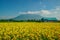 The beautiful Mount Yotei with sunflower blossom and a house