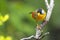 A beautiful mountain bird in clean background - Silver-eared Mesia