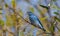 A Beautiful Mountain Bluebird Eating Fruit