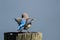 Beautiful Mountain Bluebird Preparing to Take Flight From a Weathered Wooden Post