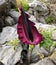 Beautiful mountain flower dark burgundy Dracunculus vulgaris growing on stones in Turkey