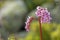 Beautiful mountain flowers. Lush mountain vegetation close up and fabulously beautiful flowers