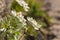 Beautiful mountain flowers. Lush mountain vegetation close up and fabulously beautiful flowers