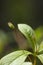 Beautiful mountain flowers. Lush mountain vegetation close up and fabulously beautiful flowers