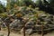 Beautiful Mountain Full Of A Large Variety Of Bonsai Recreated In A Fern Sculpture.