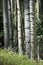 Beautiful Mountain Hiking Trail Through Aspen Trees of Vail Colorado